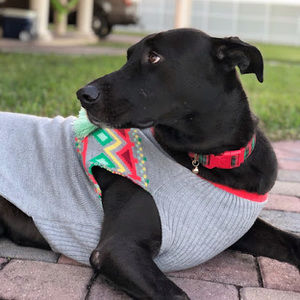 Meet your Posher, Yolie